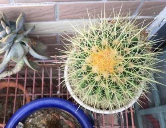 仙人球烂了怎么办，及时修剪烂根、消毒/保持通风透气