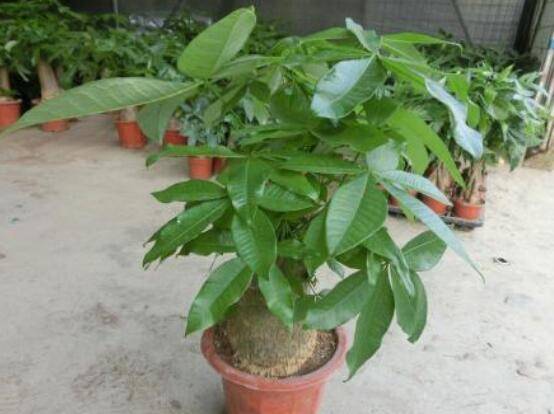 发财树长虫子怎么办，介壳虫和红蜘蛛危害性能最大