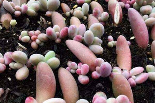 怎么养多肉植物