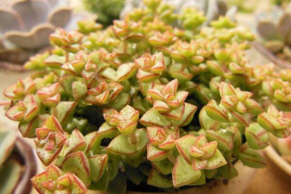 怎么种植多肉