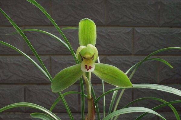 怎样养兰花
