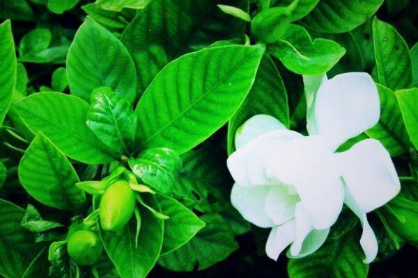 栀子花的养殖方法和注意事项