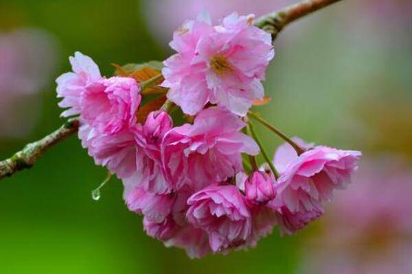 樱花枝条怎么能插活