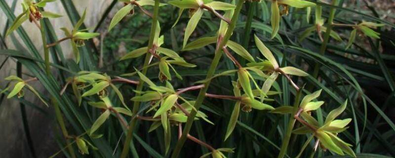 野生兰花长在什么地方