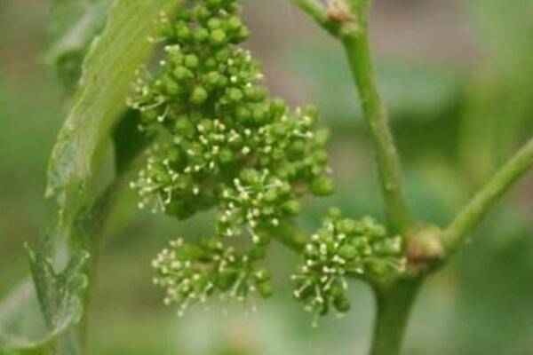 葡萄开花怎么管理