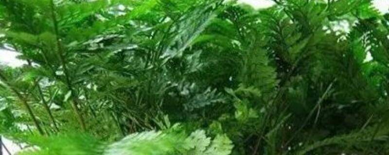 狼尾蕨寓意