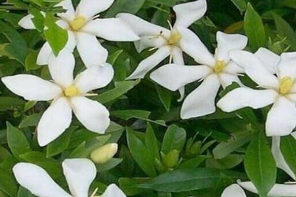 栀子花烂根后水培