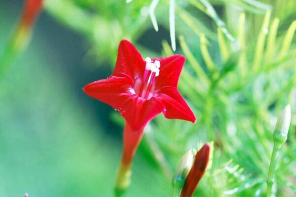 五星花有毒吗