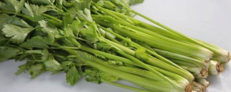 小叶芹菜功效与作用