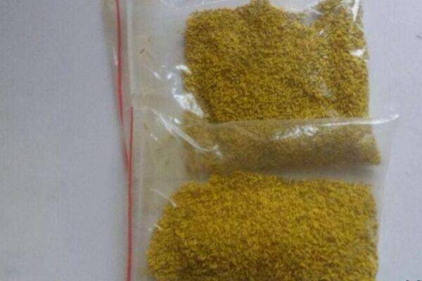 水草种子泡着会发芽吗