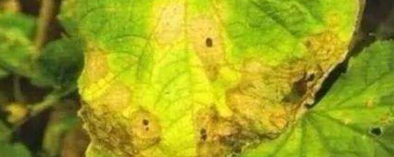 叶斑病与炭疽病的区别