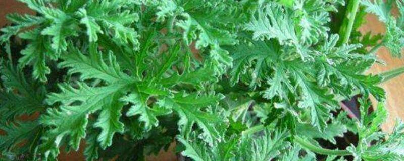 蚊子草的功效与作用
