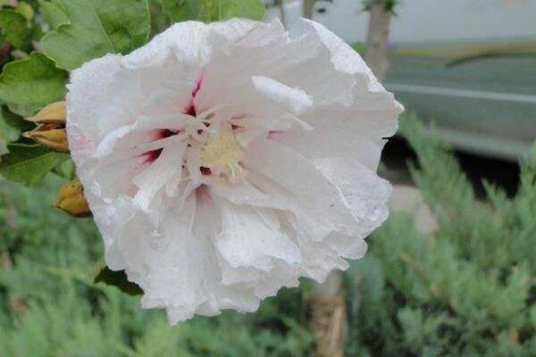 白槿花的功效与作用