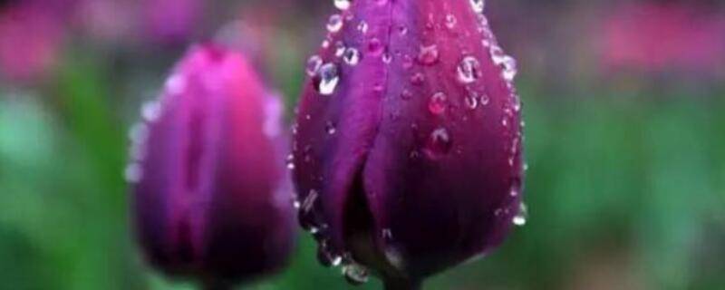 紫色郁金香花语和寓意