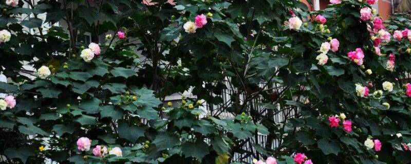 芙蓉花怎样栽培和繁殖