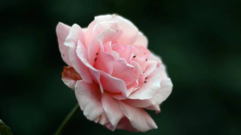 康乃馨花语代表什么