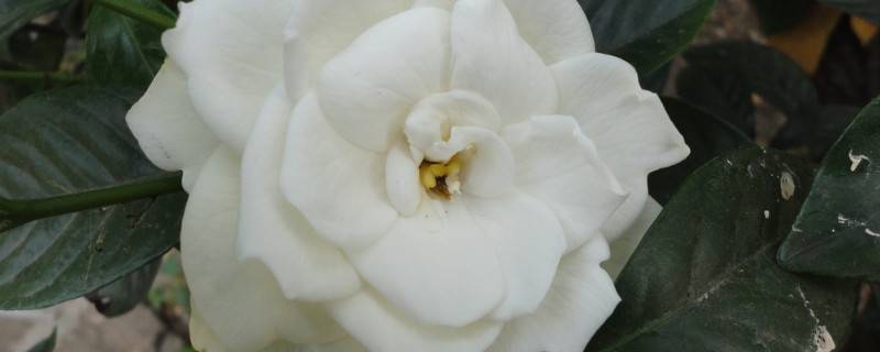 栀子花需要修剪吗