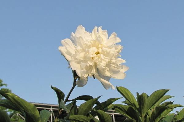 家庭盆栽牡丹种植方法