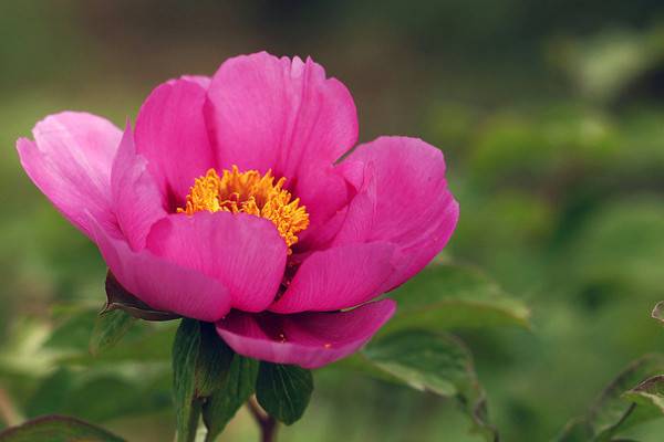 盆栽芍药几天浇水一次