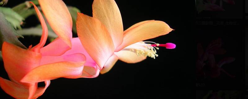 如何加速蟹爪兰开花