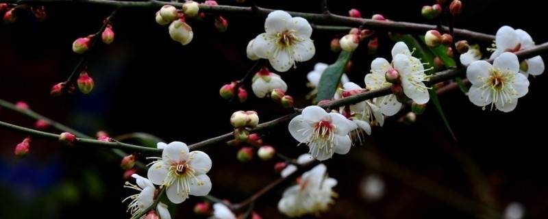 梅花和腊梅的区别