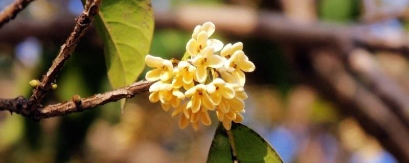 盆栽桂花怎么养