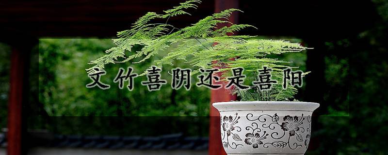 文竹喜阴还是喜阳
