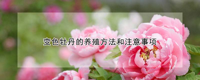 变色牡丹的养殖方法和注意事项