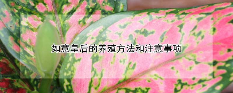 如意皇后的养殖方法和注意事项