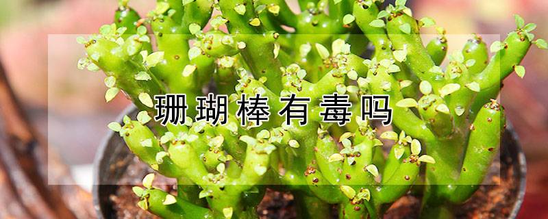 珊瑚棒有毒吗