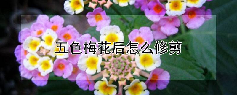 五色梅花后怎么修剪