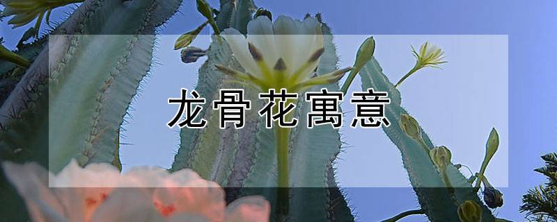 龙骨花寓意