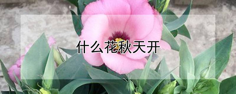 什么花秋天开