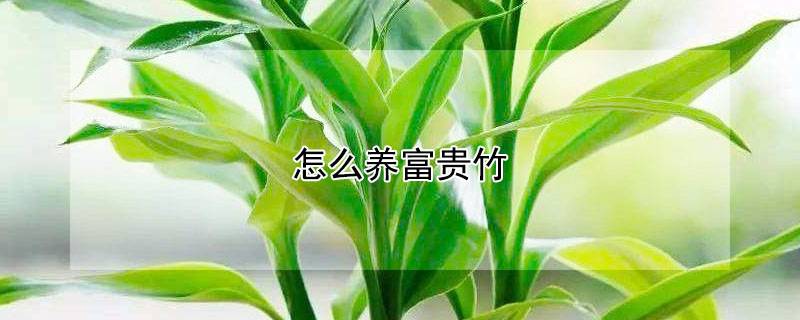 怎么养富贵竹