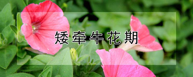 矮牵牛花期