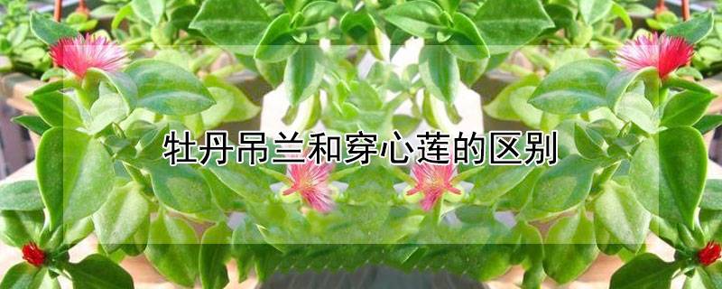 牡丹吊兰和穿心莲的区别