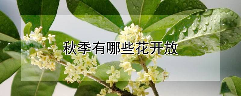 秋季有哪些花开放