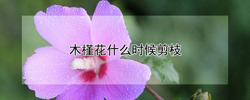 木槿花什么时候剪枝