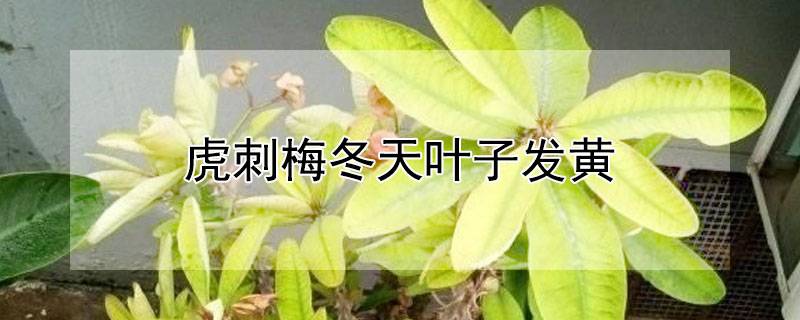 虎刺梅冬天叶子发黄