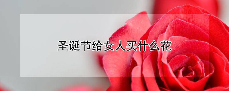 圣诞节给女人买什么花