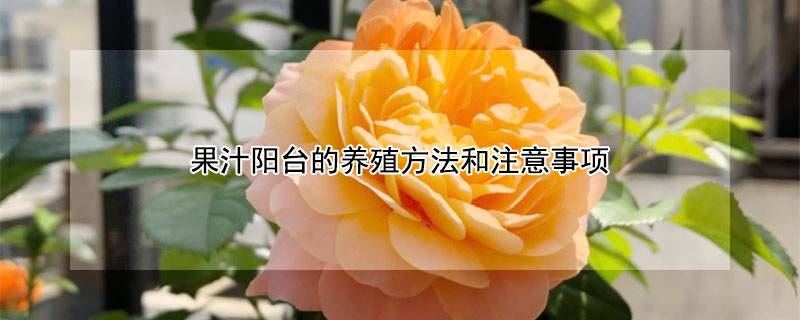 果汁阳台的养殖方法和注意事项