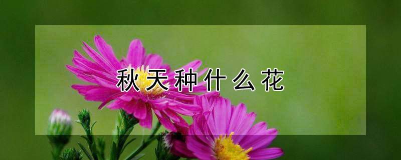 秋天种什么花