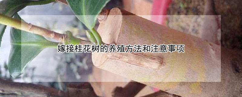 嫁接桂花树的养殖方法和注意事项