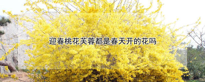 迎春桃花芙蓉都是春天开的花吗