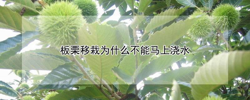 板栗移栽为什么不能马上浇水