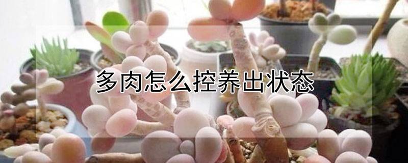多肉怎么控养出状态