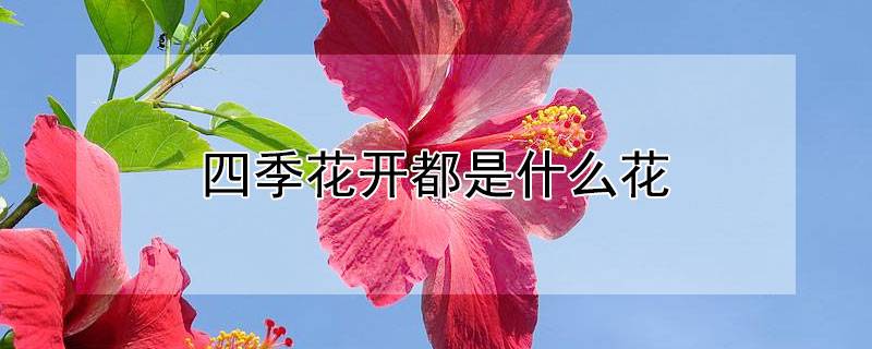 四季花开都是什么花