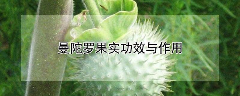 曼陀罗果实功效与作用
