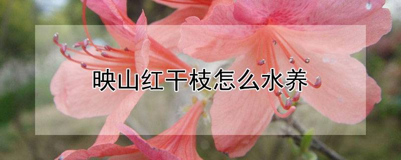 映山红干枝怎么水养