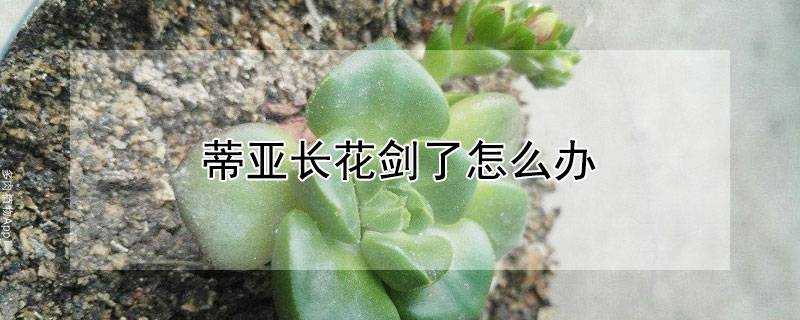 蒂亚长花剑了怎么办